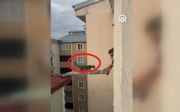 Kedi Kurtarma