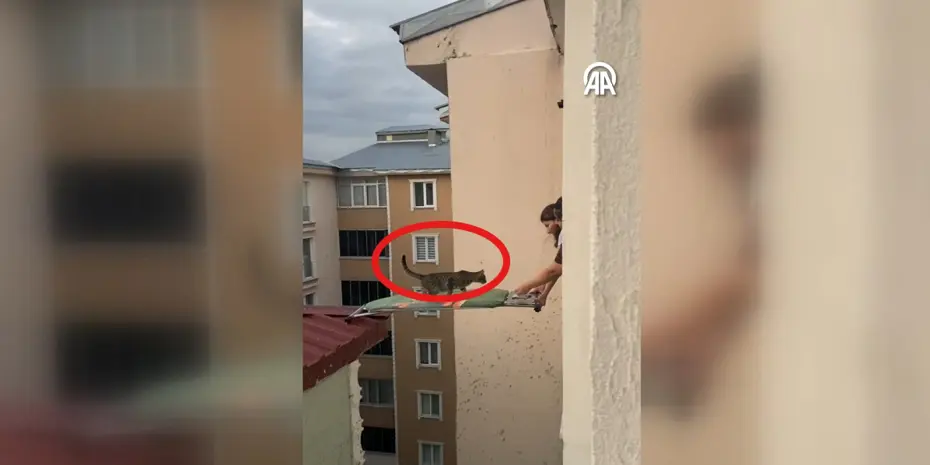 Kedi Kurtarma
