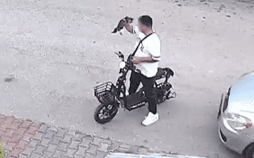 kedi cinayeti