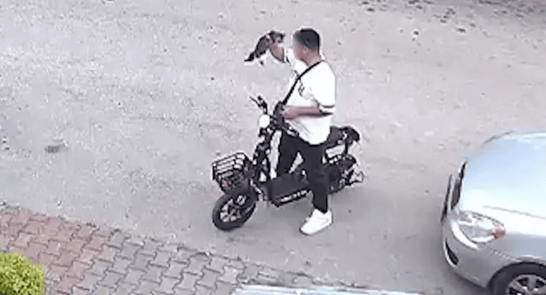 kedi cinayeti