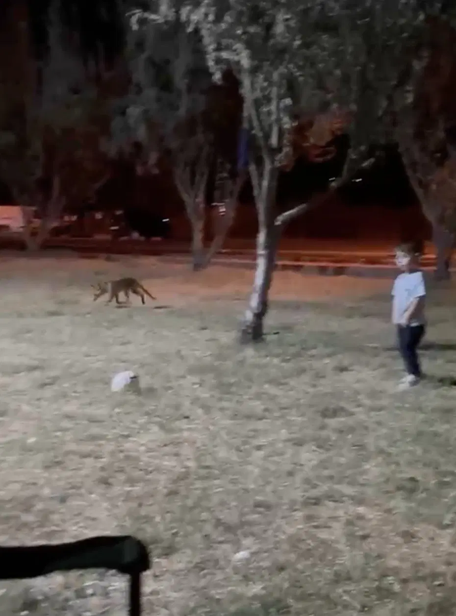Tilki Çalıyor